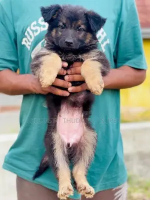 German Shepherd Long Coat Puppies