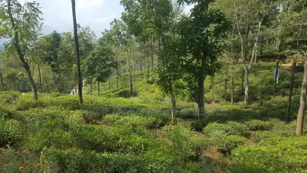 Valuable Land for sale in Pussellawa