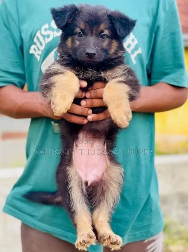 German Shepherd Long Coat Puppies