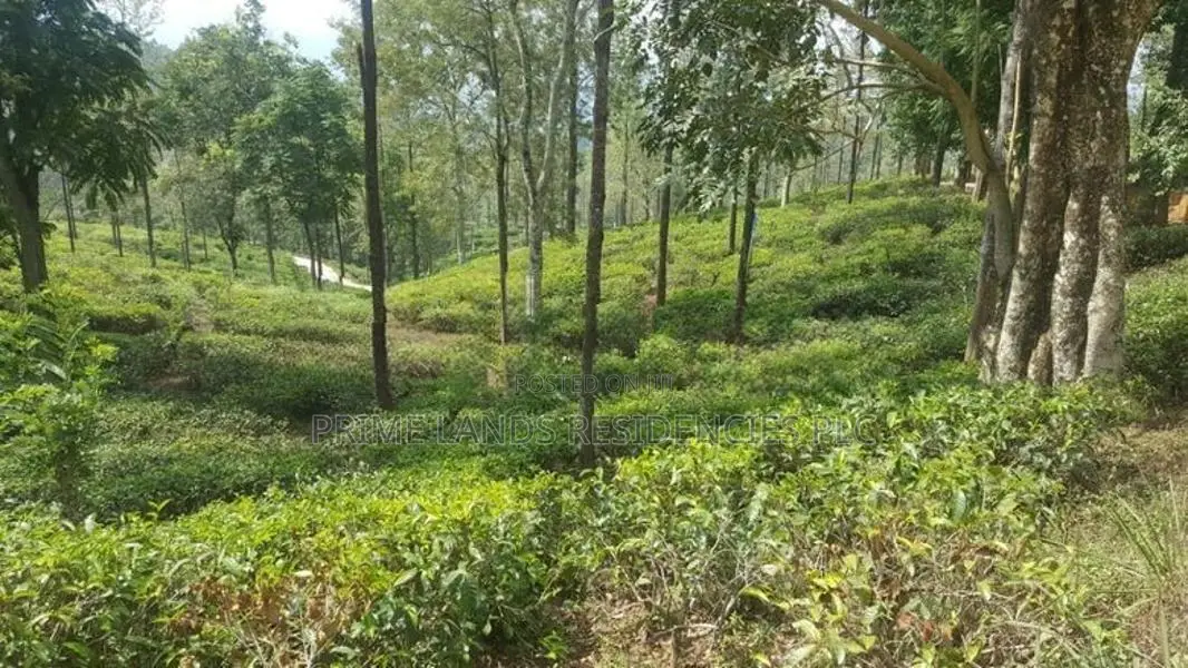 Valuable Land for sale in Pussellawa