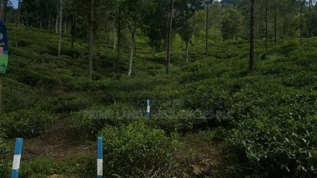 Valuable Land for sale in Pussellawa