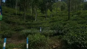 Valuable Land for sale in Pussellawa