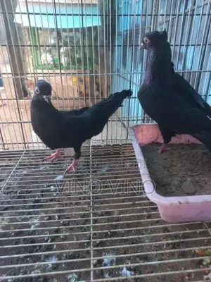 Pigeons