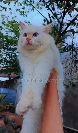 Persian Cat