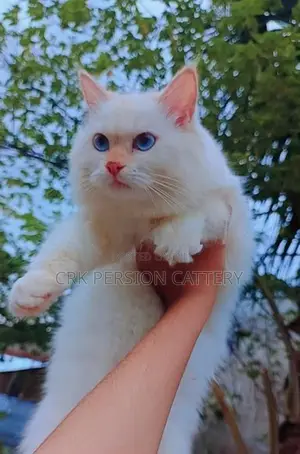 Persian Cat