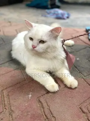Persian Cat