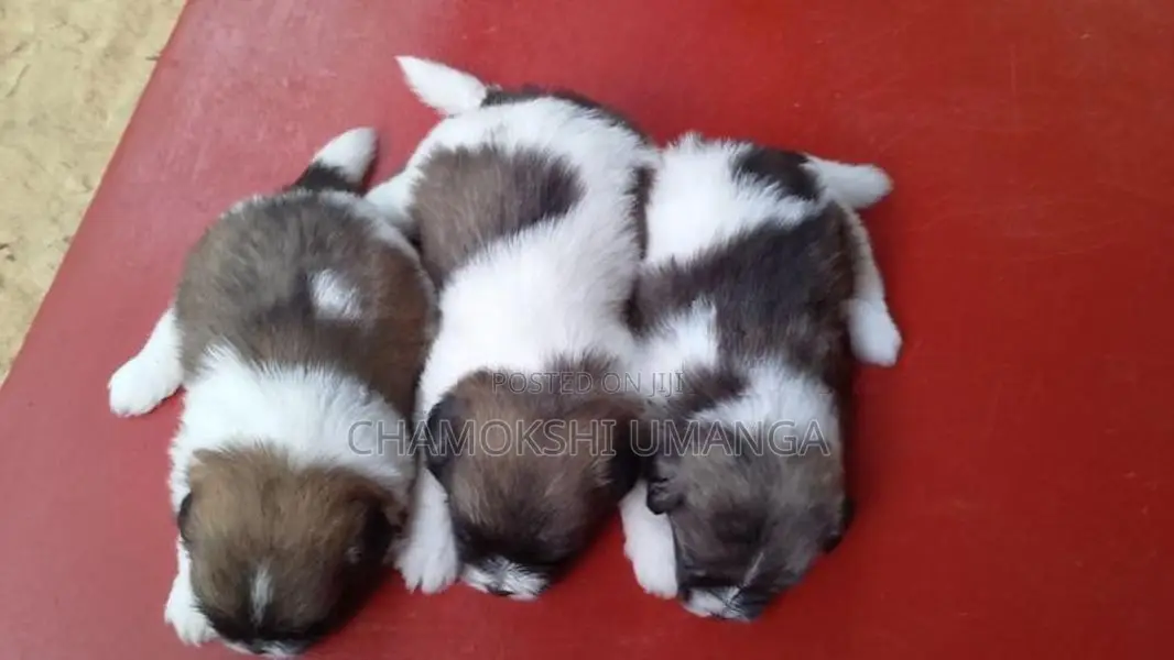 Shih Tzu puppies