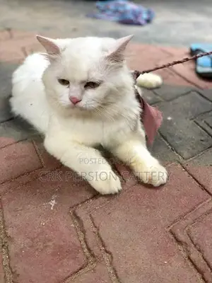Persian Cat