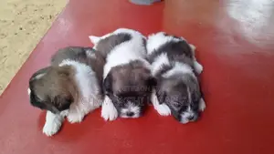 Shih Tzu puppies