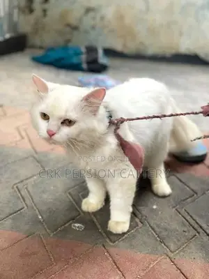 Persian Cat