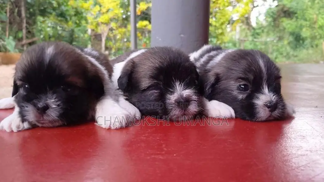 Shih Tzu puppies