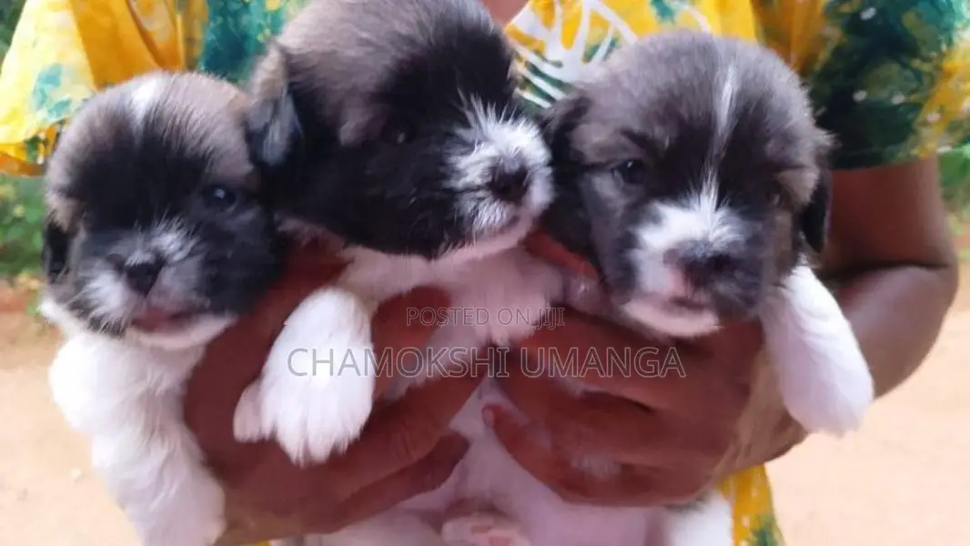 Shih Tzu puppies