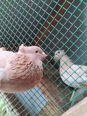 Pigeons