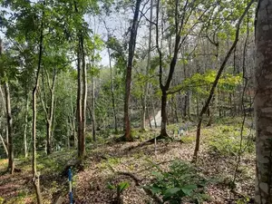 Valuable land for sale in Nelundeniya