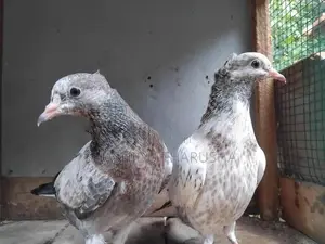 Pigeons