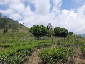 Mountain view land for sale in Pundaluoya