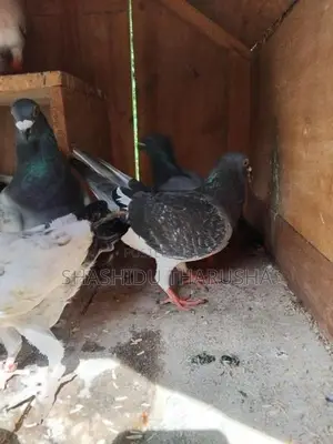 Pigeons