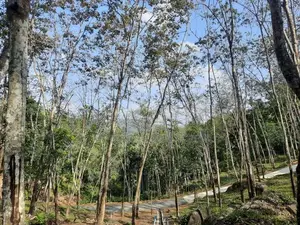 Valuable land for sale in Nelundeniya