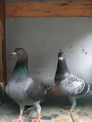 Pigeons