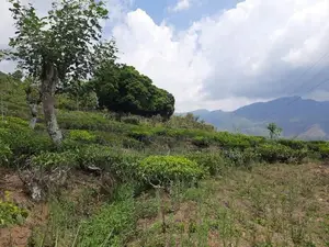Mountain view land for sale in Pundaluoya