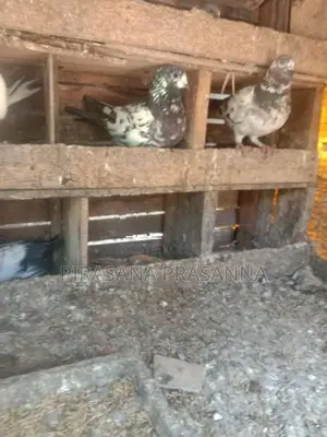 Pigeons