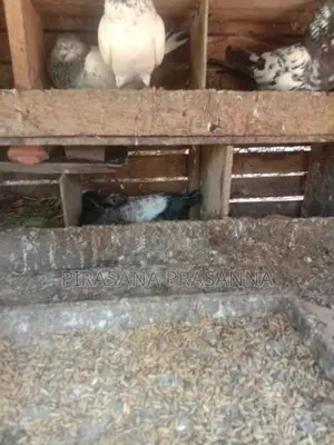 Pigeons