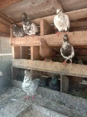 Pigeons