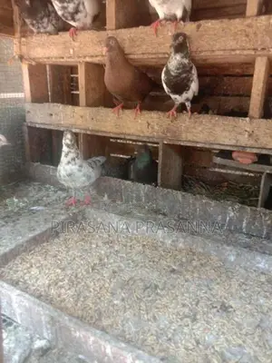 Pigeons