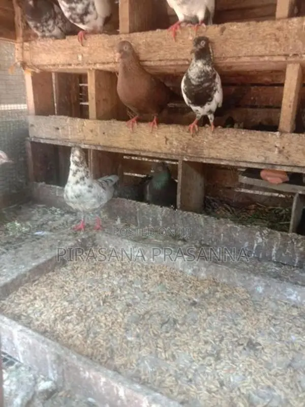 Pigeons