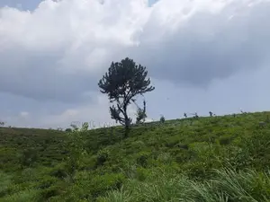 Land for sale in Pussellawa, Ramboda