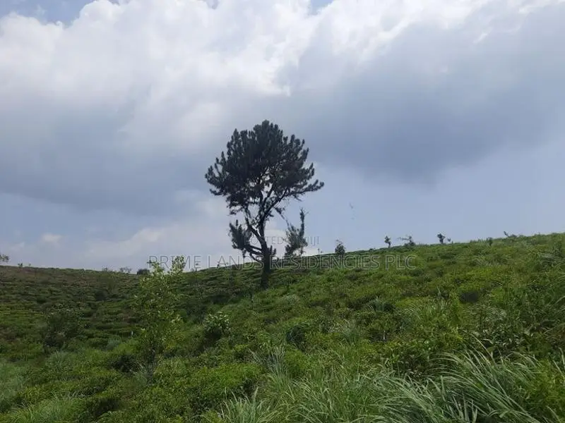 Land for sale in Pussellawa, Ramboda