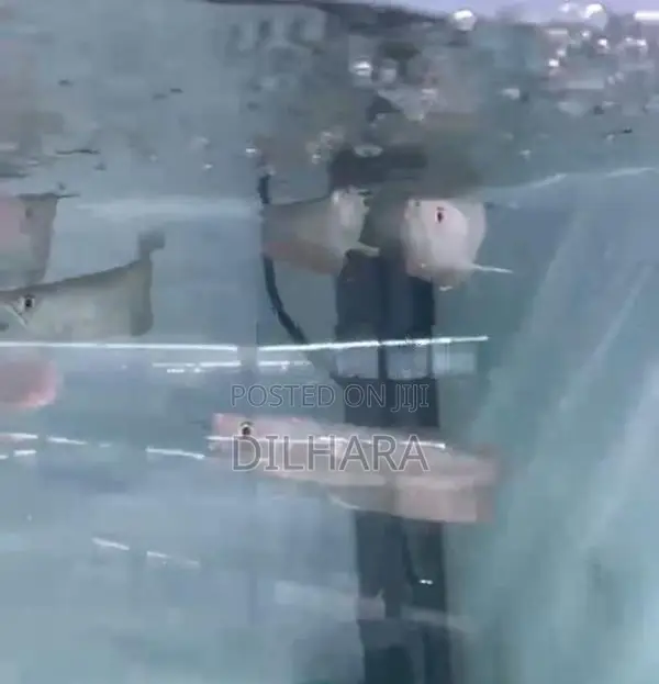 Arawona Fish