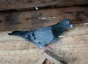 Pigeon