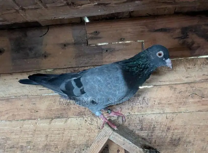 Pigeon