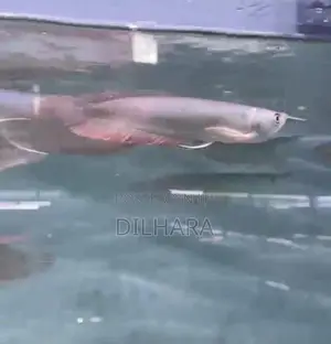 Arawona Fish