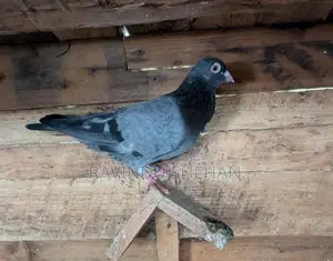 Pigeon