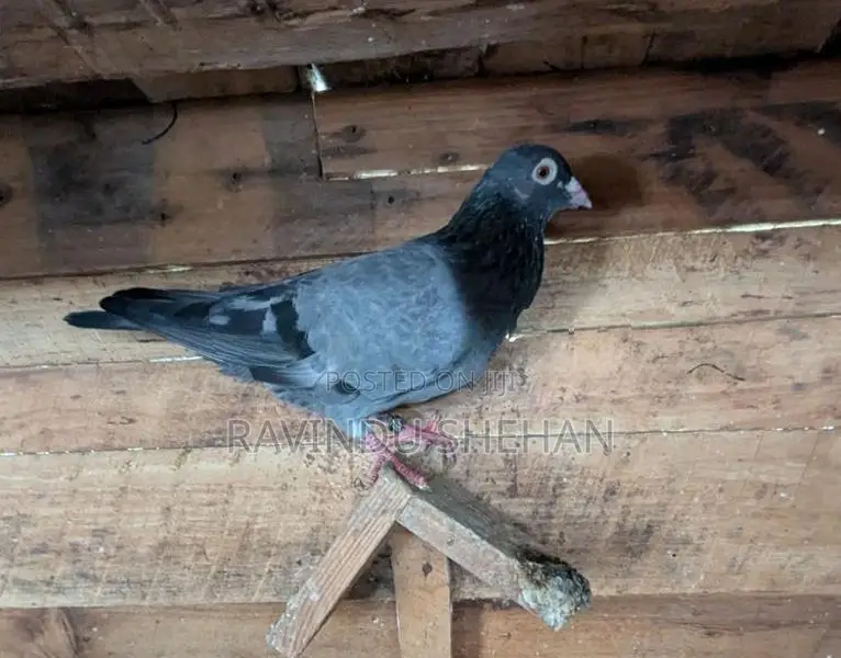 Pigeon