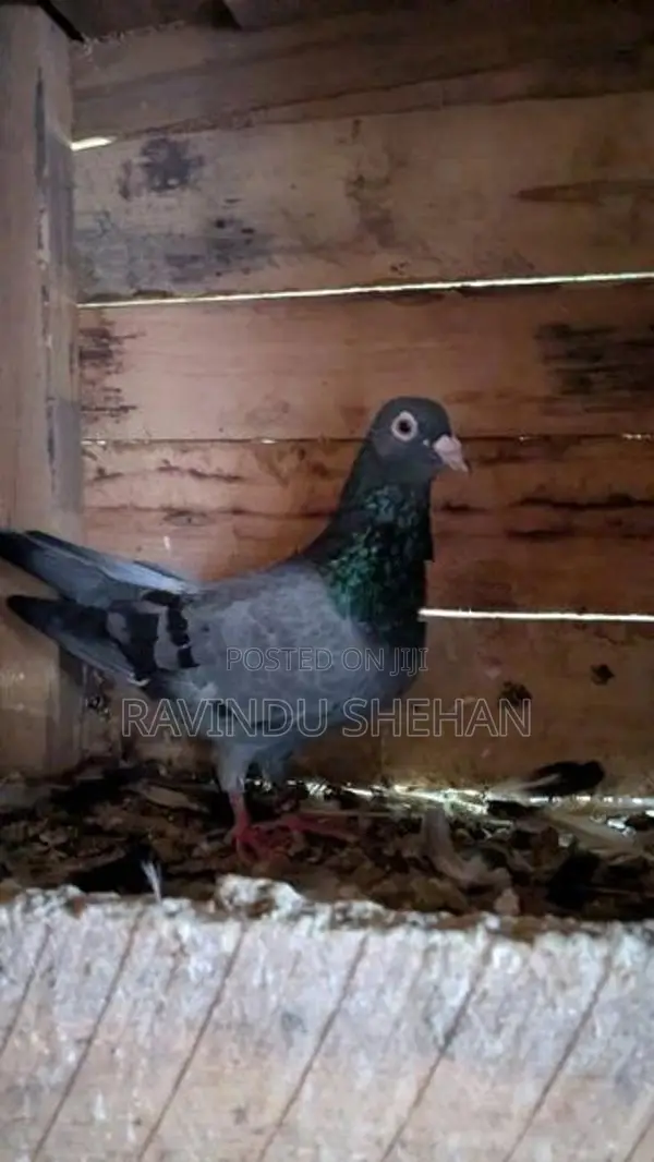 Pigeon