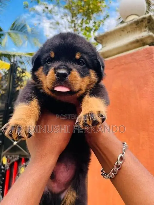 Rottweiler Puppies