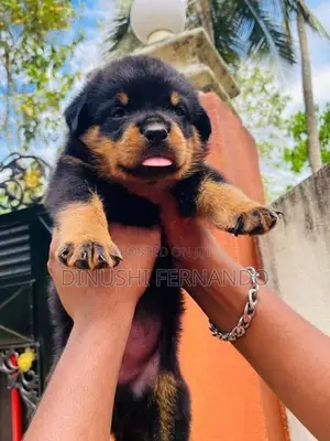 Rottweiler Puppies
