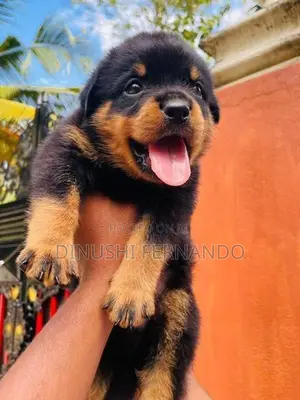 Rottweiler Puppies