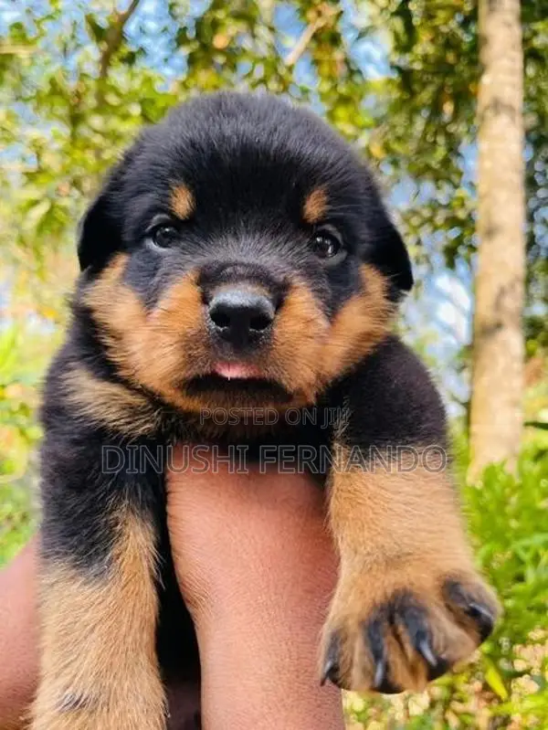 Rottweiler Puppies