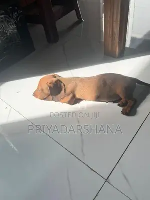 Dachshund Puppy