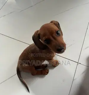 Dachshund Puppy