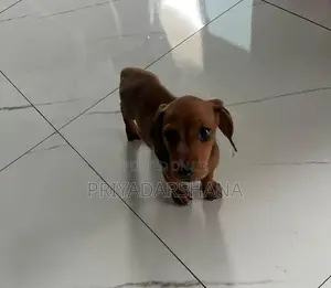 Dachshund Puppy