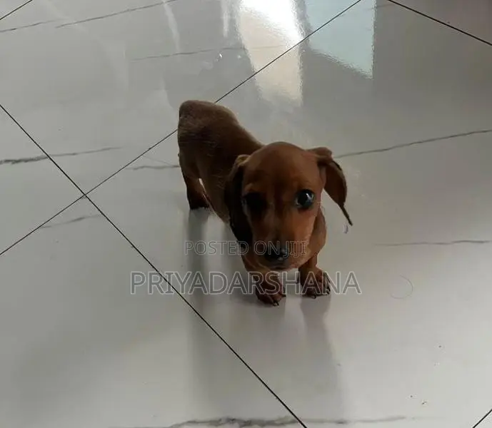 Dachshund Puppy