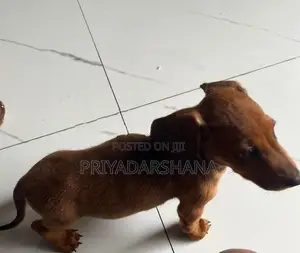 Dachshund Puppy