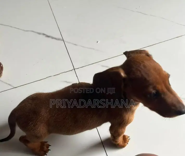 Dachshund Puppy