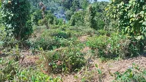 LAND FOR SALE PILIMATHALAWA