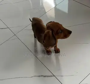 Dachshund Puppy